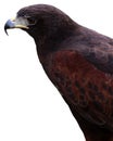 Harris Hawk Royalty Free Stock Photo