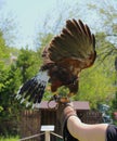 Harris Hawk Landed Royalty Free Stock Photo