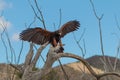 Harris Hawk Landing on a Branch Royalty Free Stock Photo