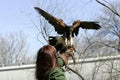 Harris hawk landing Royalty Free Stock Photo