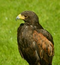 Harris Hawk Royalty Free Stock Photo
