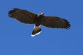 Harris hawk looking for small prey Royalty Free Stock Photo