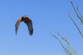 Harris hawk looking for small prey in desert Royalty Free Stock Photo