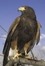 Harris Hawk (male) Royalty Free Stock Photo