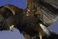 Harris Hawk (male) Royalty Free Stock Photo