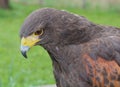 Harris Hawk Royalty Free Stock Photo