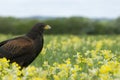 Harris hawk in meadow Royalty Free Stock Photo