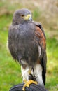 Harris Hawk (Parabuteo unicinctus)