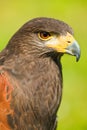 Harris Hawk or Parabuteo unicinctus Royalty Free Stock Photo