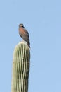 Harris Hawk, Parabuteo unicinctus Royalty Free Stock Photo