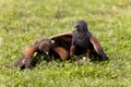 Harris Hawk, parabuteo unicinctus, Adults fighting Royalty Free Stock Photo