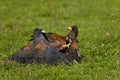 Harris Hawk, parabuteo unicinctus, Adults Fighting Royalty Free Stock Photo