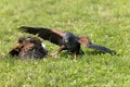 HARRIS HAWK parabuteo unicinctus, ADULTS FIGHTING FOR PREY Royalty Free Stock Photo