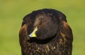 Harris Hawk Parabuteo Unicinctus Bird Of Prey