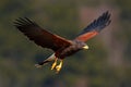 Harris Hawk Royalty Free Stock Photo