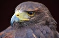 Harris Hawk Parabuteo unicinctus Royalty Free Stock Photo