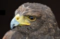 Harris Hawk Parabuteo unicinctus Royalty Free Stock Photo