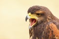 Harris Hawk Parabuteo unicinctus falcon closeup. Royalty Free Stock Photo