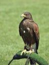 Harris Hawk Royalty Free Stock Photo