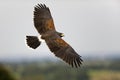 Harris Hawk, parabuteo unicinctus, in Flight Royalty Free Stock Photo