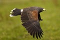 Harris Hawk, parabuteo unicinctus in Flight Royalty Free Stock Photo