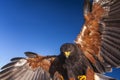 Harris Hawk