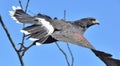 Harris Hawk Parabuteo unicinctus flying Royalty Free Stock Photo