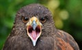 Harris Hawk Parabuteo unicinctus Royalty Free Stock Photo