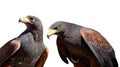 Harris hawk Parabuteo Unicinctus