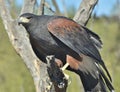 Harris Hawk Parabuteo unicinctus Royalty Free Stock Photo