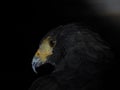 Harris hawk parabuteo unicinctus isolated on black Royalty Free Stock Photo