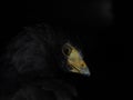 Harris hawk parabuteo unicinctus isolated on black Royalty Free Stock Photo