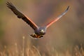 Harris Hawk, Parabuteo unicinctus, landing. Wildlife animal scene from nature. Bird, face flight. Flying bird of prey. Wildlife sc