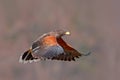 Harris Hawk, Parabuteo unicinctus, landing. Wildlife animal scene from nature. Bird in fly. Flying bird of prey. Wildlife scene fr Royalty Free Stock Photo