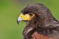 Harris hawk, Parabuteo unicinctus Royalty Free Stock Photo