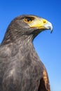 Harris Hawk