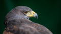 Harris hawk (Parabuteo unicinctus) profile shot isolated on dark green background with copy space