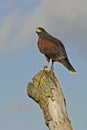 Harris hawk, Parabuteo unicinctus Royalty Free Stock Photo