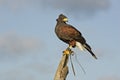 Harris hawk, Parabuteo unicinctus Royalty Free Stock Photo