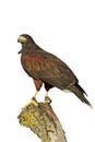 Harris hawk, Parabuteo unicinctus Royalty Free Stock Photo