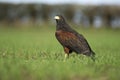 Harris hawk, Parabuteo unicinctus Royalty Free Stock Photo