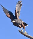 Harris Hawk Parabuteo unicinctus Royalty Free Stock Photo