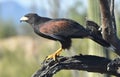 Harris Hawk Parabuteo unicinctus Royalty Free Stock Photo