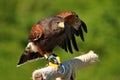 Harris Hawk on Perch Royalty Free Stock Photo