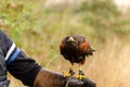 harris hawk perched on the falconer's arm Royalty Free Stock Photo