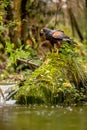 A Harris Hawk perches on a moss-covered stone by a stream. It may be watching its next prey. The plumage color of the desert