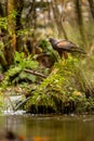 A Harris Hawk perches on a moss-covered stone by a stream. It may be watching its next prey. The plumage color of the desert