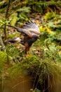 A Harris Hawk perches on a moss-covered stone by a stream. It may be watching its next prey. The plumage color of the desert