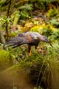 A Harris Hawk perches on a moss-covered stone by a stream. It may be watching its next prey. The plumage color of the desert