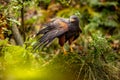 A Harris Hawk perches on a moss-covered stone by a stream. It may be watching its next prey. The plumage color of the desert